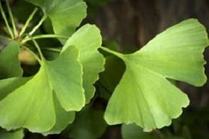 Ginkgo Biloba zakila hazteko hostoak