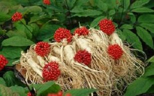 Ginseng-ek odol-fluxua zakilera handitzen du
