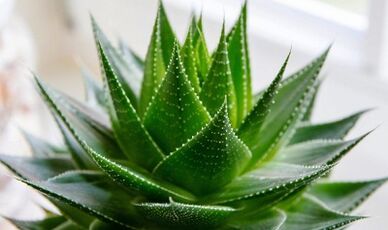 Aloe erabiltzea kidea handitzeko