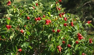 Rosehip zakila handitzeko