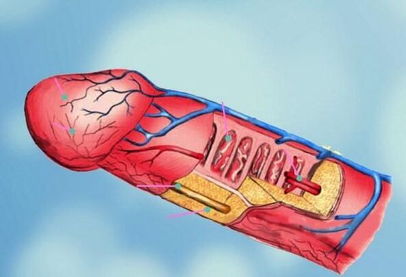 zakilaren egitura eta burua handitzea